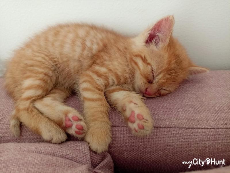 myCityHunt Jeu de Piste 1